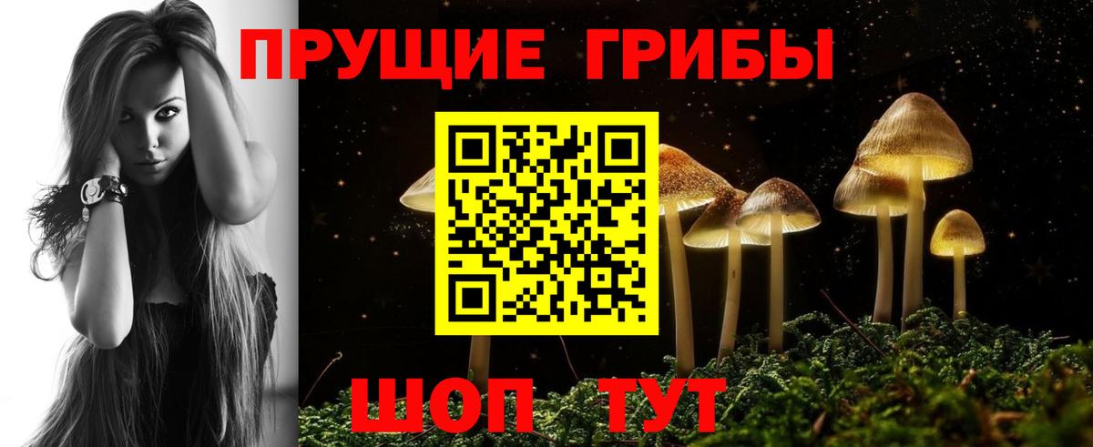 Псилоцибиновые грибы Psilocybe Кольчугино